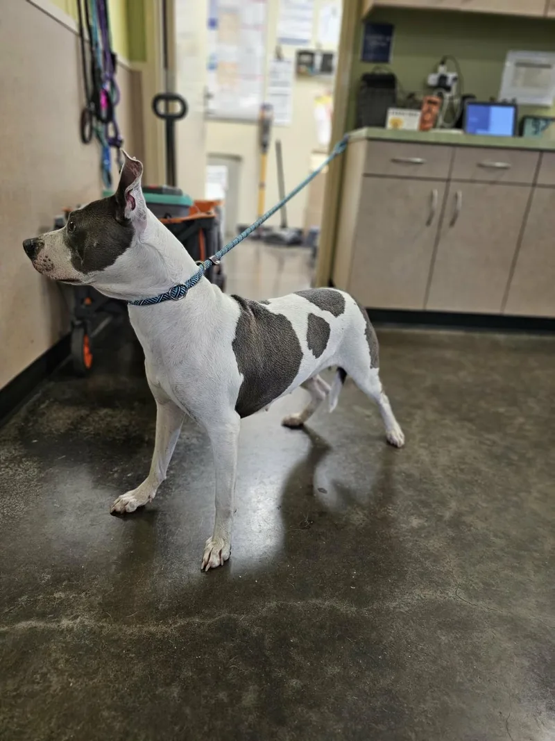 Found Stray: Zoie thumbnail 3