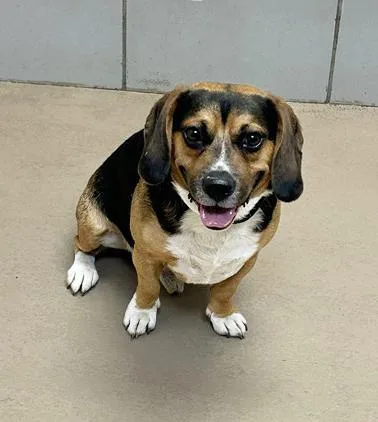 An adult medium-sized male Tricolor (Brown, Black, & White) Mixed Breed dog named Po'Boy for adoption in Nashville, TN