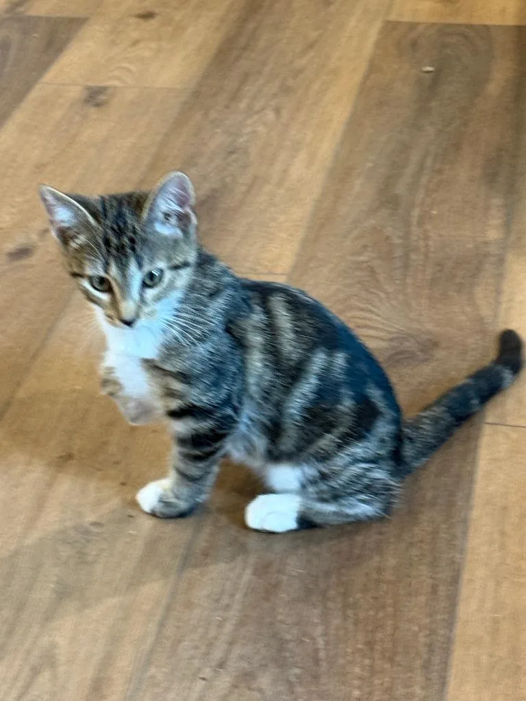 A baby medium-sized male Tabby cat named Teddy for adoption in San Antonio, TX