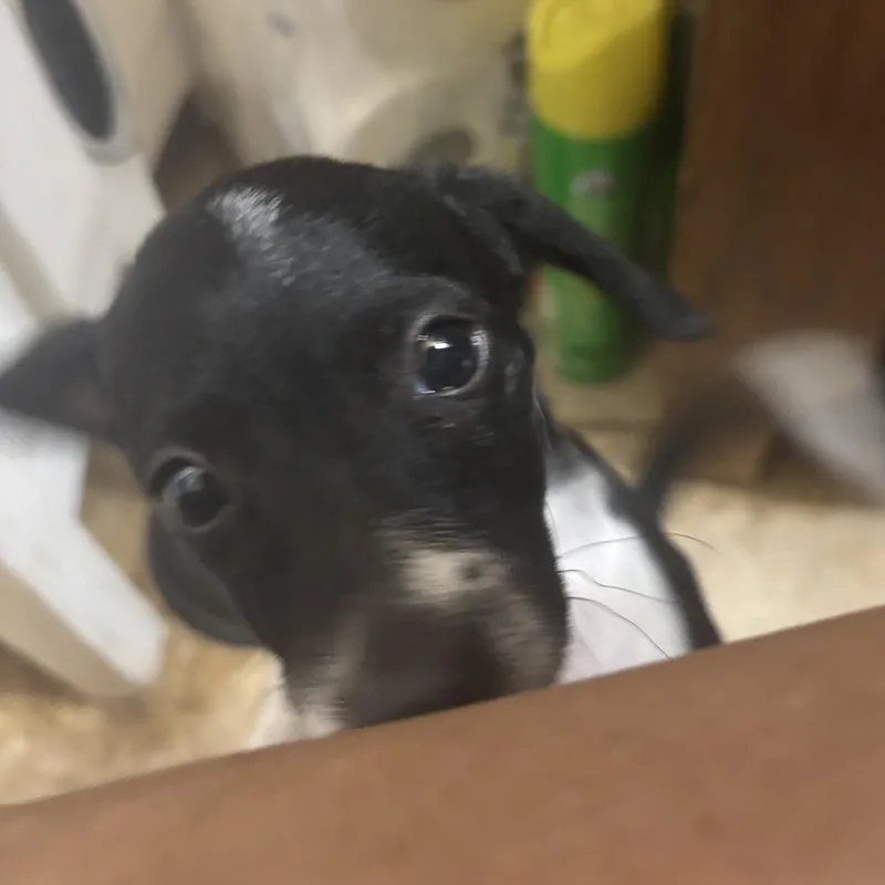 A baby small-sized female Black Mixed Breed dog named Maizy for adoption in Phoenix, AZ