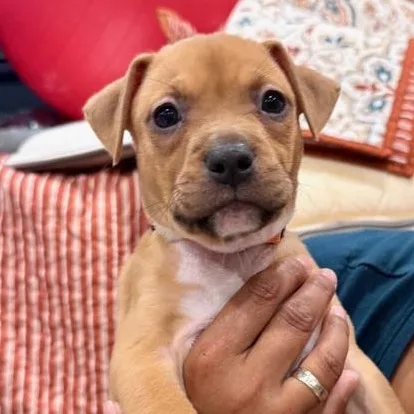 A baby medium-sized female Yellow / Tan / Blond / Fawn Plott Hound dog named Phoenix Starstruck for adoption in Andover, MA