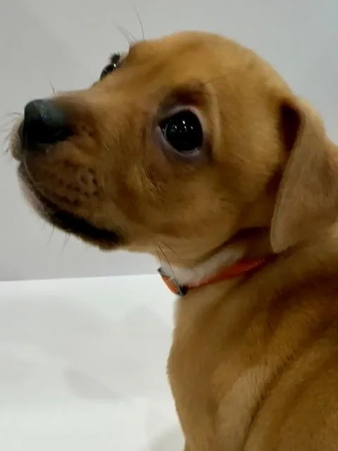 Phoenix Starstruck thumbnail 3