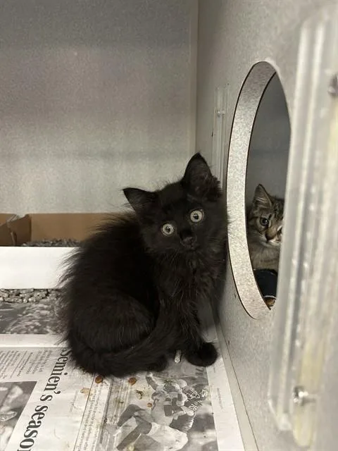 A baby large-sized female Domestic Short Hair cat named Onyx for adoption in Dallas, TX