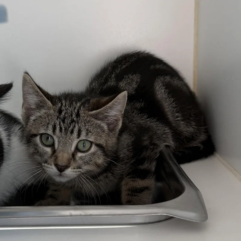 A baby small-sized male Brown / Chocolate Domestic Short Hair cat named Bonbon for adoption in Oakland, CA