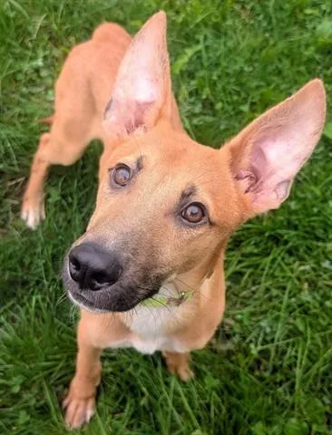 A young medium-sized male Carolina Dog dog named Pac Man for adoption in Akron, OH