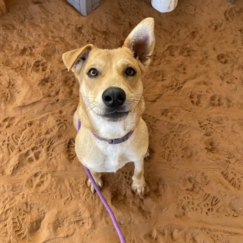 An adult medium-sized female Yellow / Tan / Blond / Fawn Labrador Retriever dog named Fritter for adoption in Kanab, UT