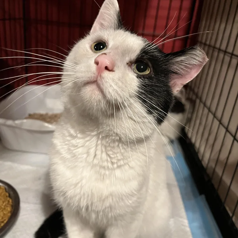 An adult medium-sized male Black & White / Tuxedo Domestic Short Hair cat named Giles for adoption in Maple Heights, OH