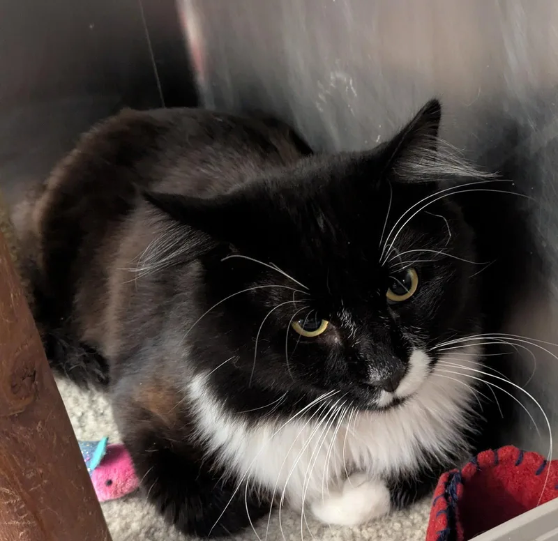 An adult medium-sized male Black & White / Tuxedo Domestic Short Hair cat named Larry for adoption in Island Lake, IL