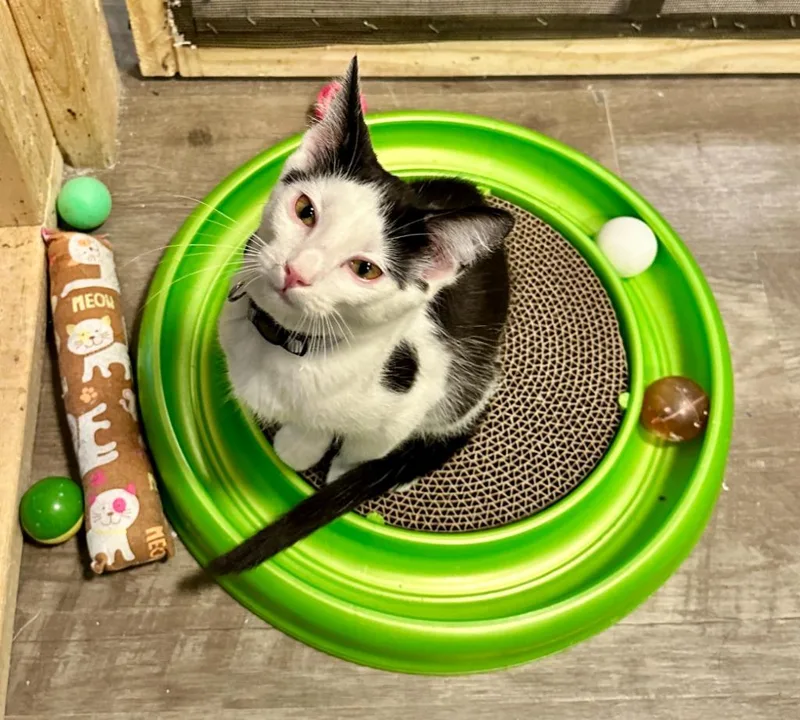 Peppermint thumbnail 2