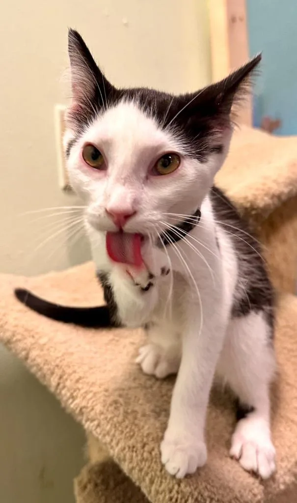 Peppermint thumbnail 3