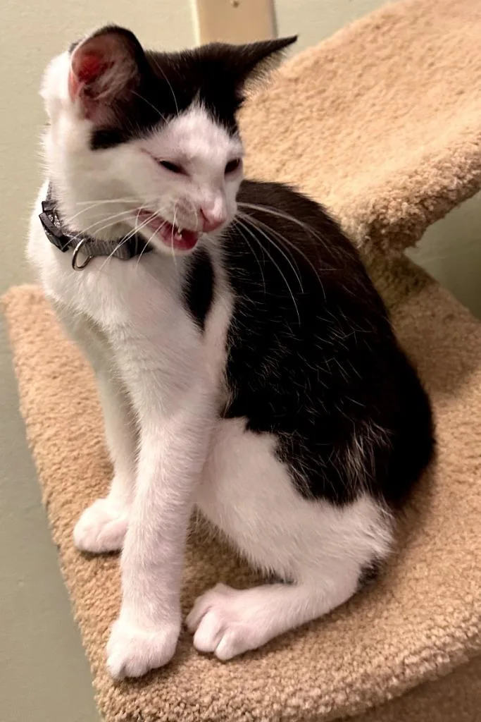 Peppermint thumbnail 4