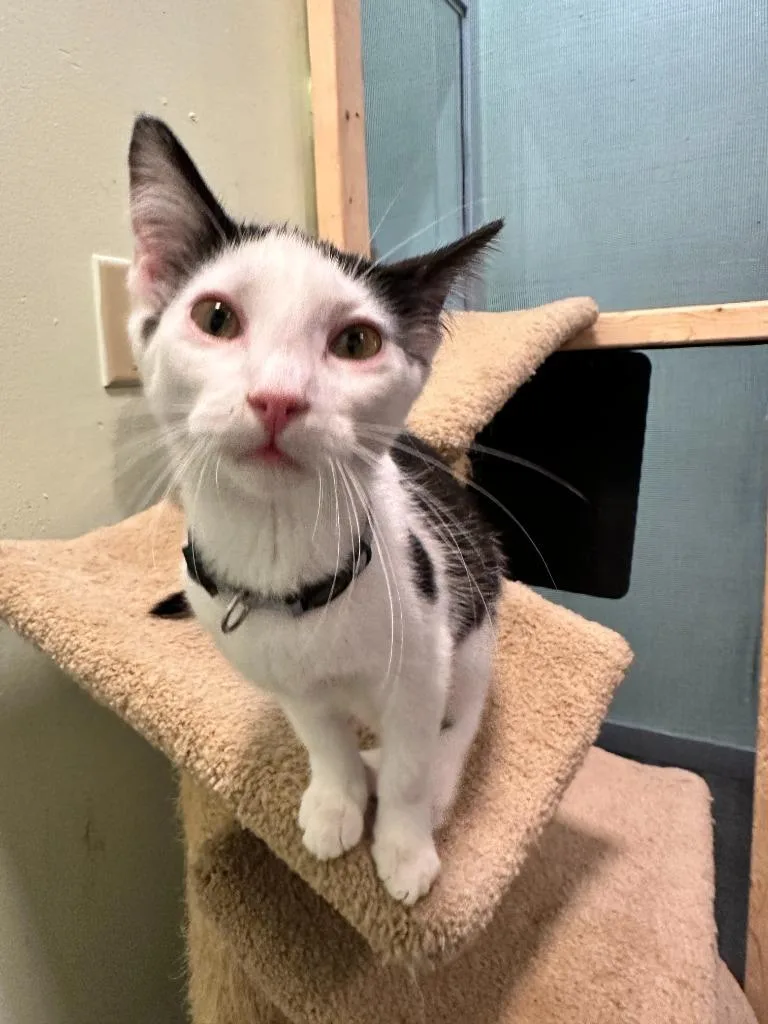 Peppermint thumbnail 5