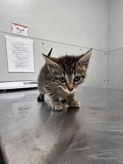 A baby small-sized female Domestic Short Hair cat named Gg for adoption in Sevierville, TN