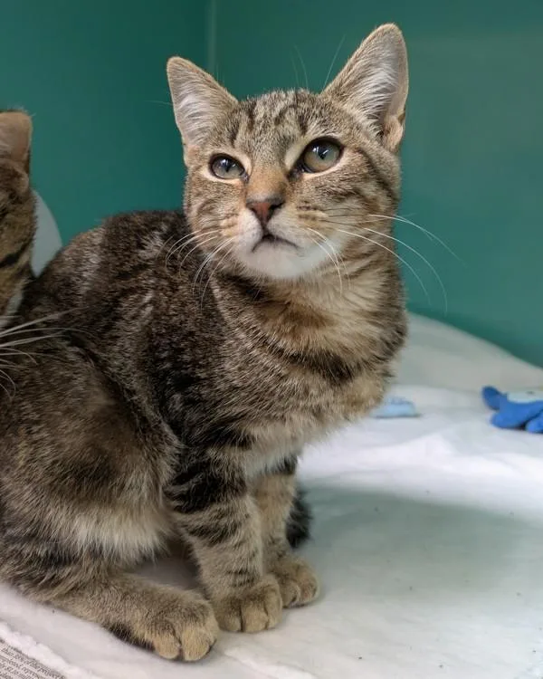 A baby small-sized female Domestic Short Hair cat named Sandy for adoption in Novato, CA
