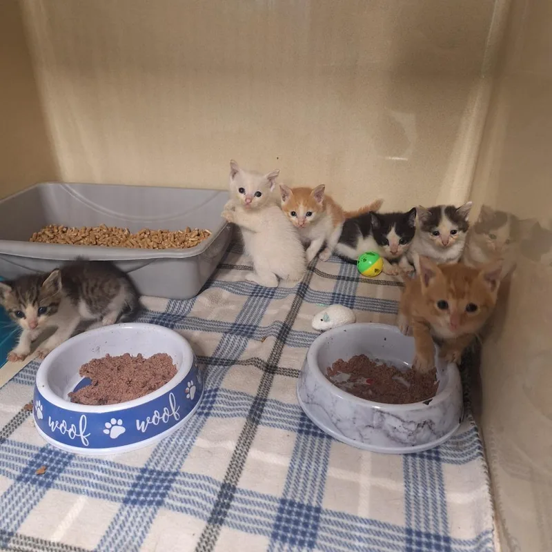 A young medium-sized male Domestic Short Hair cat named Felix for adoption in Gautier, MS