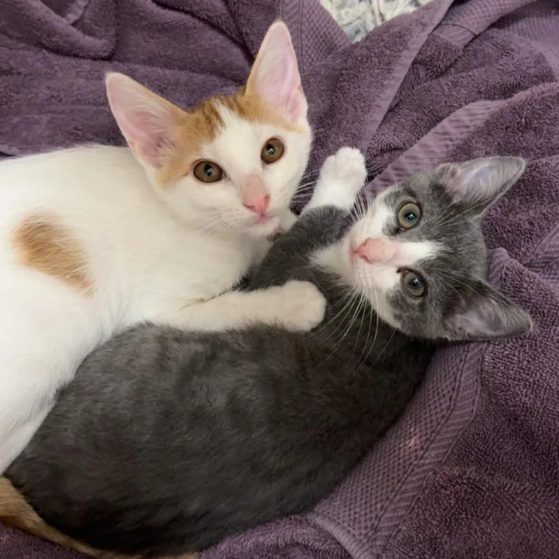 A baby small-sized female Gray / Blue / Silver Domestic Medium Hair cat named Billie Jean for adoption in Houston, TX
