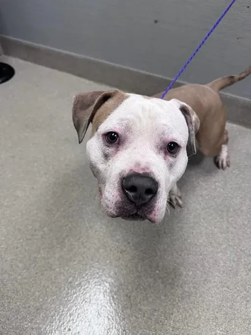 A young large-sized male Pit Bull Terrier dog named Hercules for adoption in Las Vegas, NV