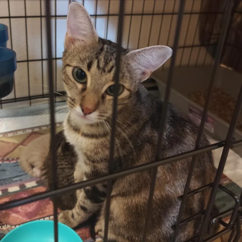 Bellisimo thumbnail 2