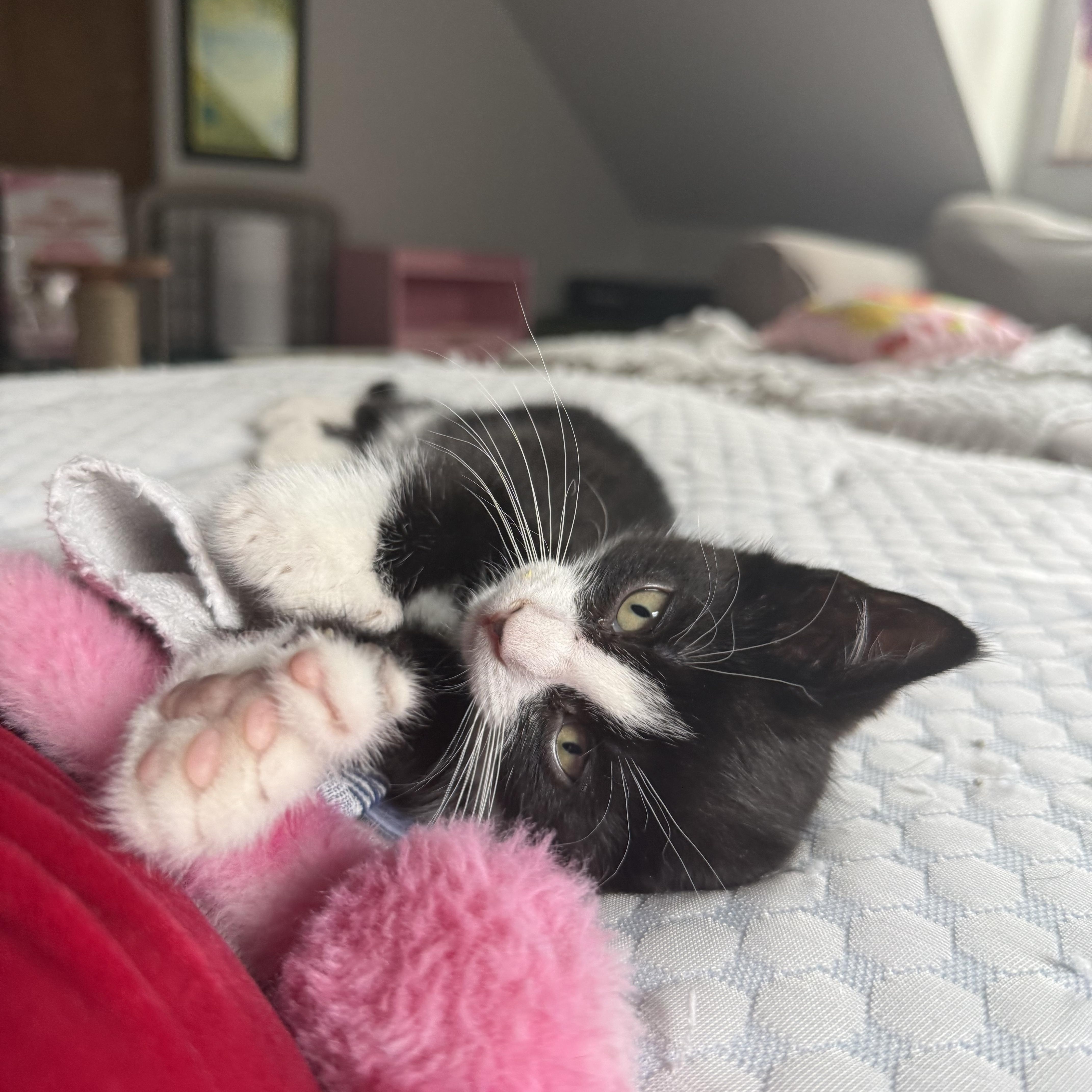 Extra Toes Equinox thumbnail 5