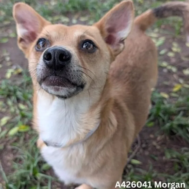 An adult small-sized male Yellow / Tan / Blond / Fawn Mixed Breed dog named Morgan for adoption in Tomah, WI