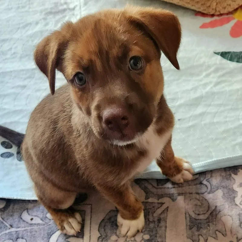 A baby medium-sized female Brindle Hound dog named Stevie Nicks for adoption in Joliet, IL