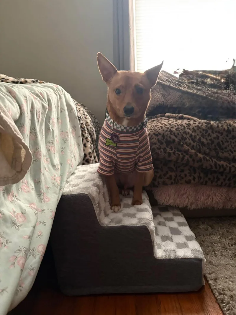 An adult small-sized male Chihuahua dog named Victor for adoption in PITTSBURGH, PA