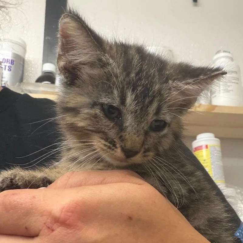 A baby small-sized female Gray / Blue / Silver Domestic Short Hair cat named Hazel for adoption in Lake Jackson, TX
