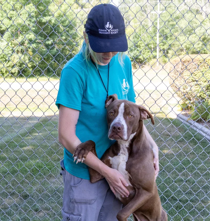 An adult large-sized male Brown / Chocolate Mixed Breed dog named Osborne for adoption in Mount Pleasant, MI