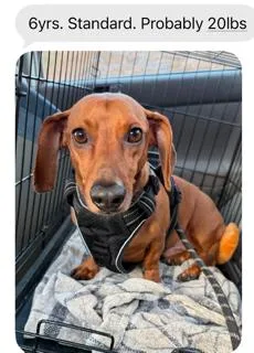 An adult medium-sized male Dachshund dog named Buddy  Manhattan beach for adoption in Los Angeles, CA