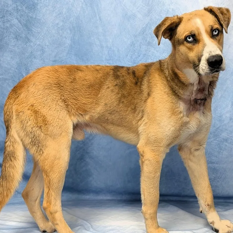 An adult medium-sized male Yellow / Tan / Blond / Fawn Shepherd dog named Corporal for adoption in Buchanan Dam, TX