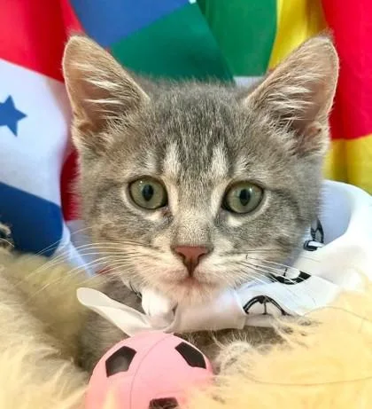A baby small-sized male Gray / Blue / Silver Domestic Short Hair cat named Earl Grey for adoption in Kansas City, MO