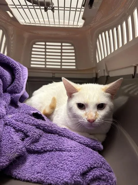 A baby small-sized male Domestic Short Hair cat named Twix for adoption in Indianapolis, IN
