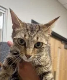 A young large-sized female Domestic Short Hair cat named Nikki for adoption in Greenfield, IN