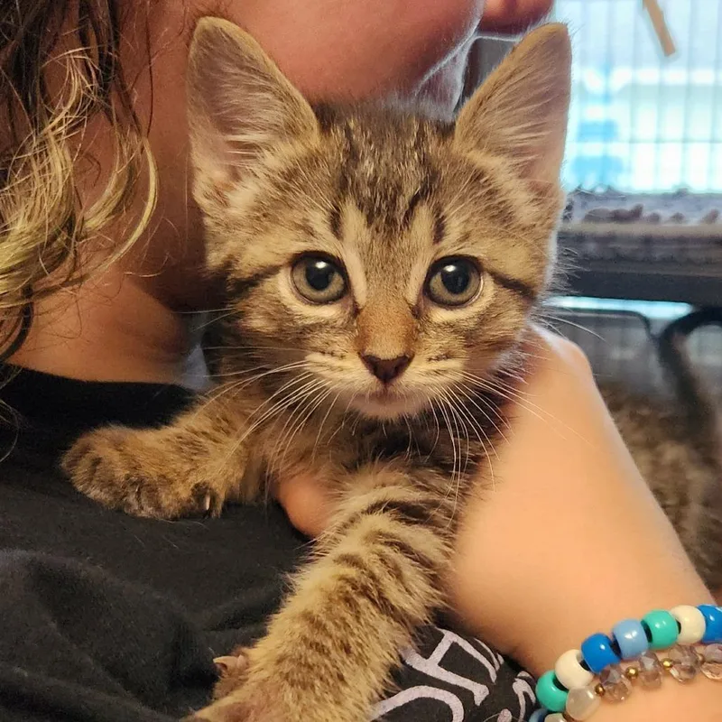 A baby small-sized female Gray / Blue / Silver Domestic Short Hair cat named Chickadee in Woodbridge for adoption in Alexandria, VA