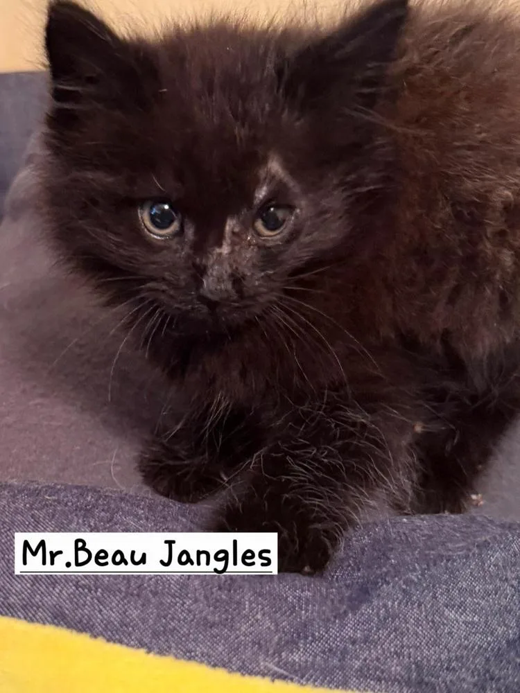 A baby small-sized male Black Maine Coon cat named Mr. Beau Jangles for adoption in Calimesa, CA