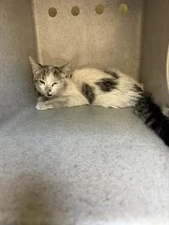 A baby small-sized female Domestic Short Hair cat named Callie for adoption in Castaic, CA