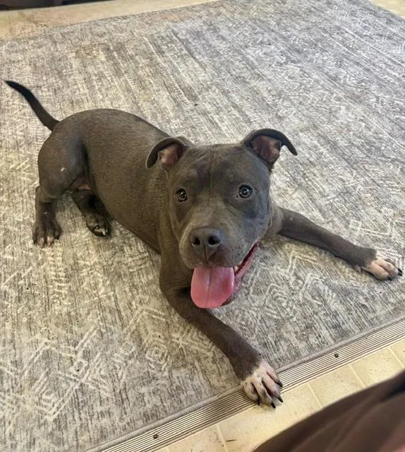 A young medium-sized female Pit Bull Terrier dog named Dove for adoption in Charlotte, NC