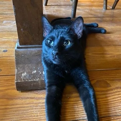 An adult medium-sized male Black Domestic Short Hair cat named Leo for adoption in Franklinville, NJ