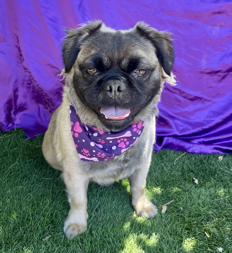 A young small-sized female Apricot / Beige Pekingese dog named Louise for adoption in Rowland Heights, CA
