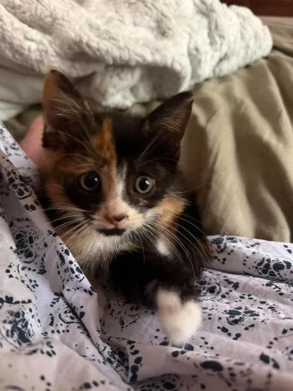 A baby medium-sized female Domestic Short Hair cat named Sylpfrena for adoption in Savannah, GA