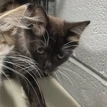 A baby small-sized male Black Domestic Short Hair cat named Toast for adoption in Alexandria, VA