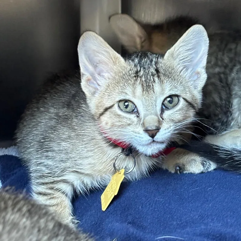 A baby small-sized female Brown / Chocolate Domestic Short Hair cat named Sapphire for adoption in Springfield, MA