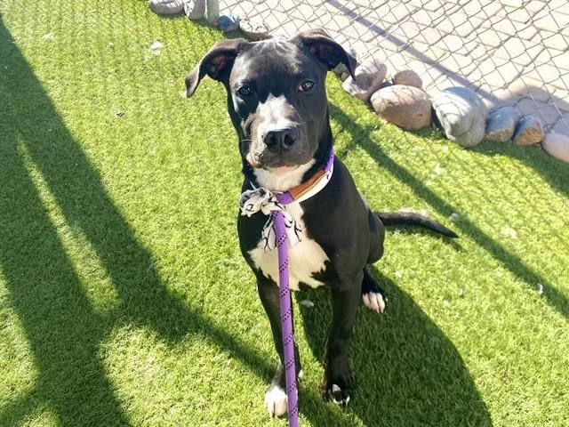 A young large-sized male Pit Bull Terrier dog named Zingbot for adoption in Phoenix, AZ