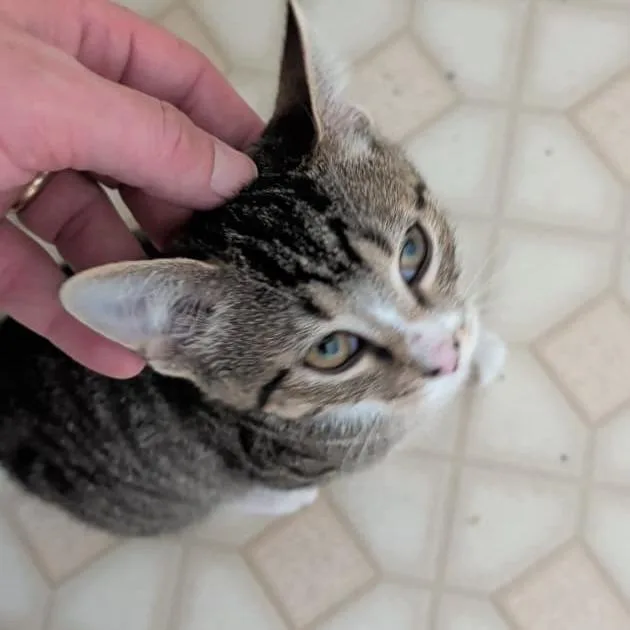 A baby small-sized female Brown / Chocolate Domestic Short Hair cat named Effie for adoption in Winchester, VA