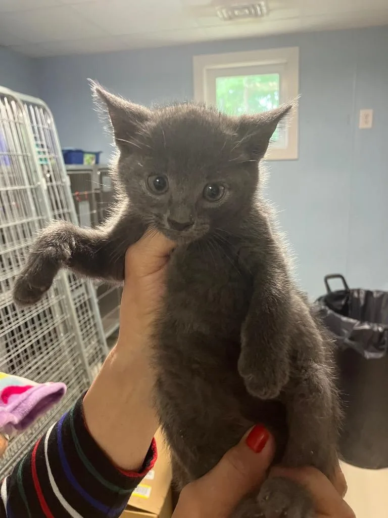 A baby medium-sized male Gray / Blue / Silver Domestic Short Hair cat named Fondue for adoption in Heathsville, VA