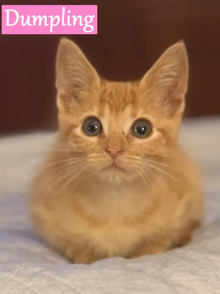 A baby medium-sized female Domestic Short Hair cat named Dumpling for adoption in Hoover , AL