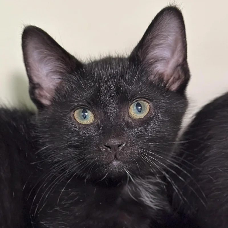 A baby medium-sized male Black Domestic Short Hair cat named Rocket for adoption in Victor, NY