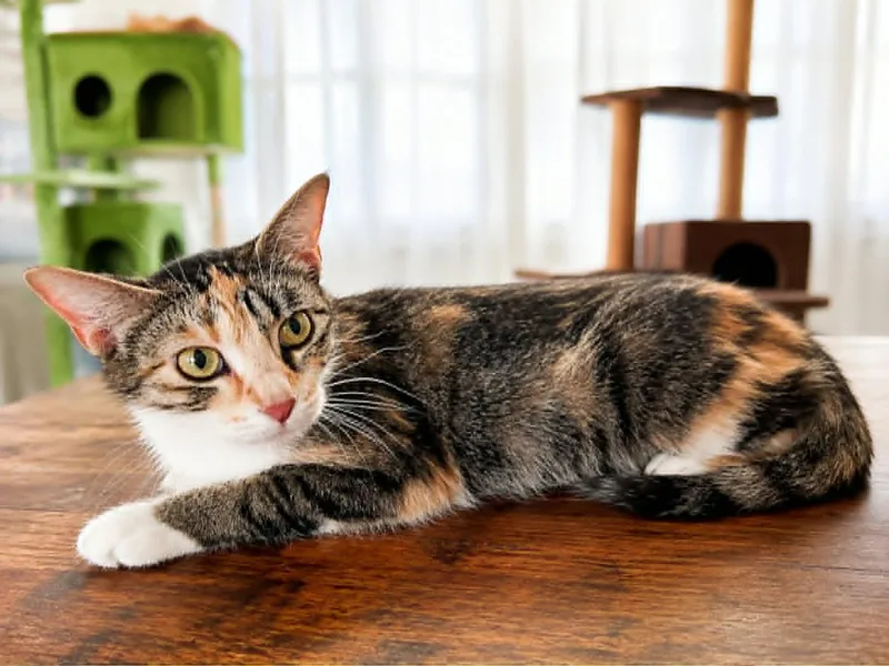 An adult medium-sized female Calico Domestic Short Hair cat named Fruit Cake for adoption in Overland Park, KS