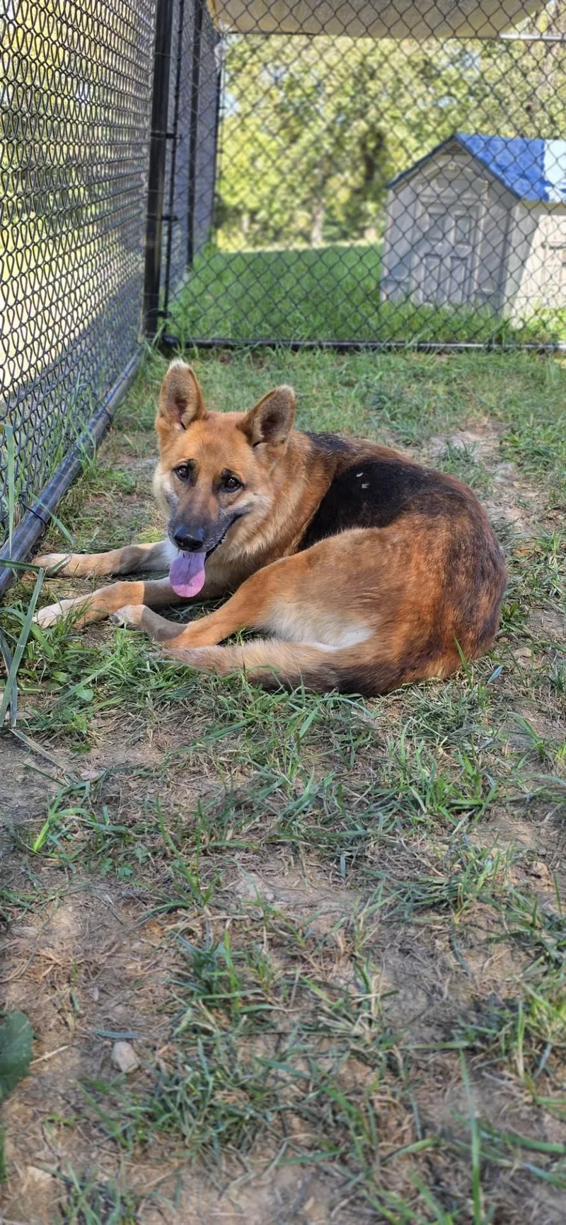 An adult large-sized female German Shepherd Dog dog named WhyFye for adoption in Shepherdsville, KY