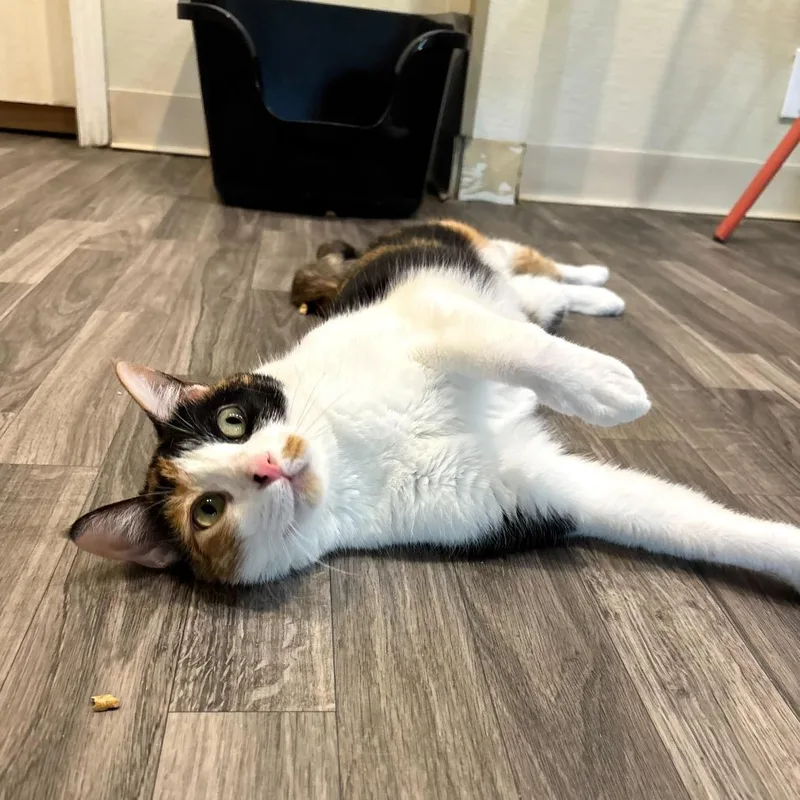 Bean Melody thumbnail 2